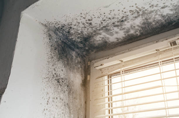 Affordable Mold Removal solutions in Algonquin, IL