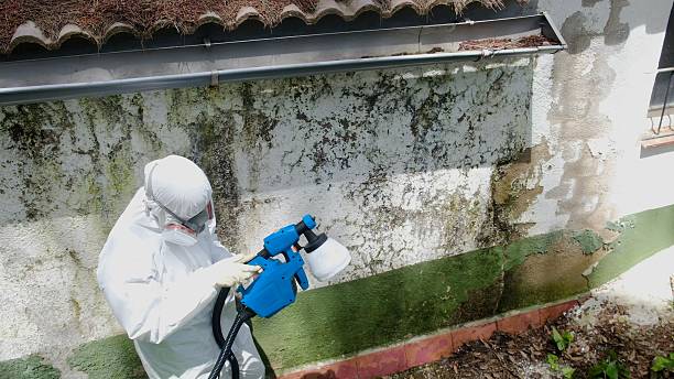 Top rated local Mold Removal specialists in Algonquin, IL